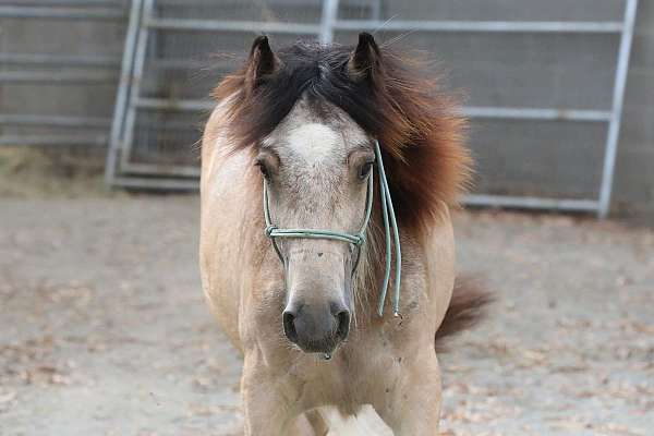 echo-filly