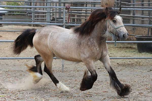 good-minded-gypsy-vanner-horse