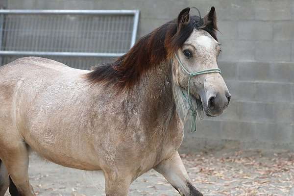 hairy-filly