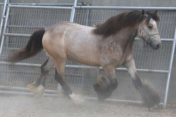 super-cute-gypsy-vanner-horse