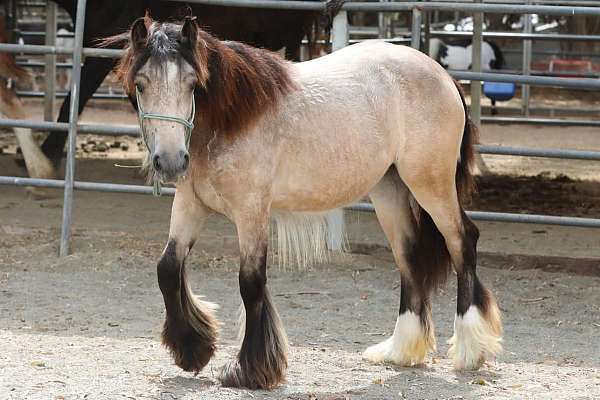 around-gypsy-vanner-horse