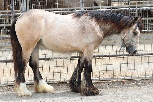 top-quality-filly