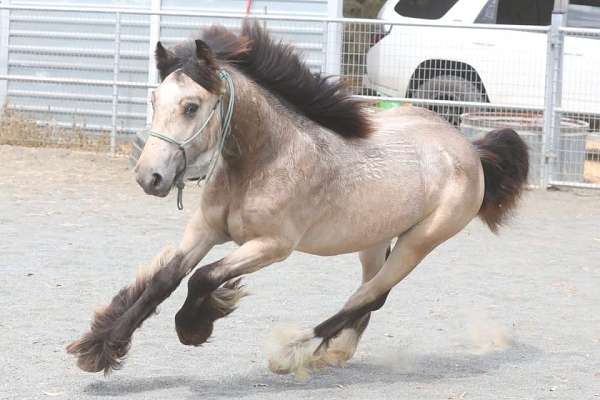 bone-gypsy-vanner-horse