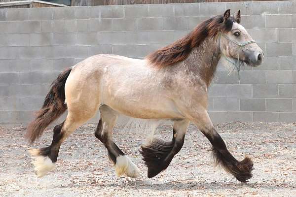buckskin-gypsy-vanner-horse