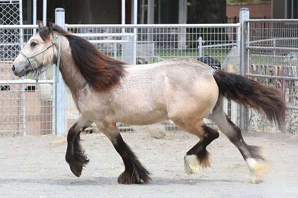 draft-gypsy-vanner-horse