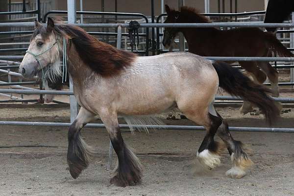 draught-gypsy-vanner-horse