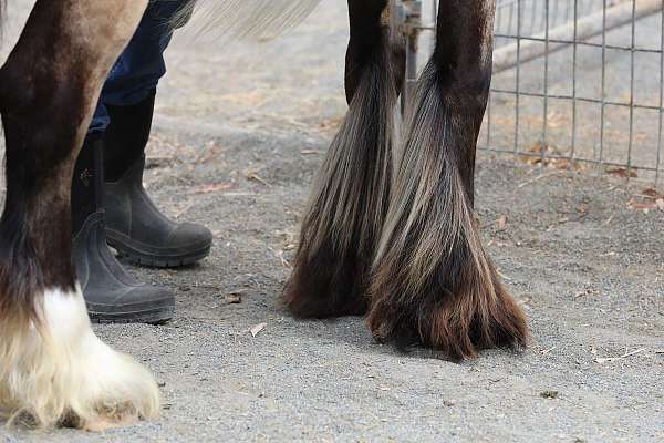 female-gypsy-vanner-horse