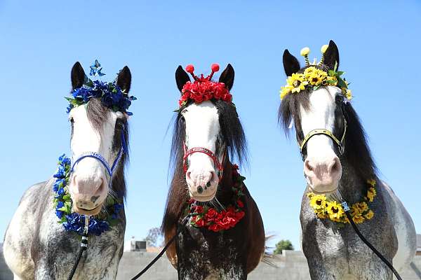 age-clydesdale-horse