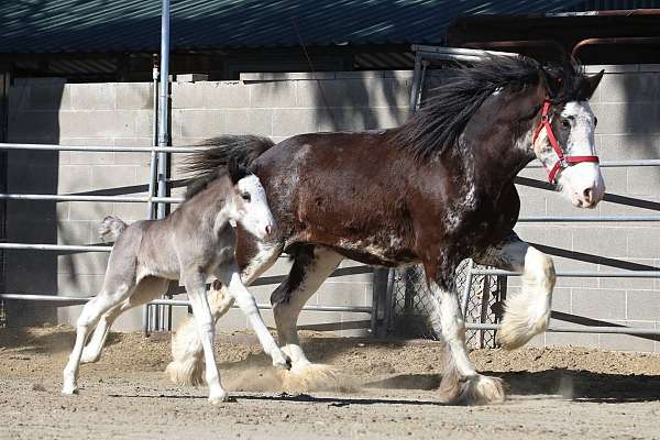 around-clydesdale-horse