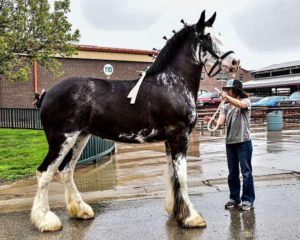 big-clydesdale-horse