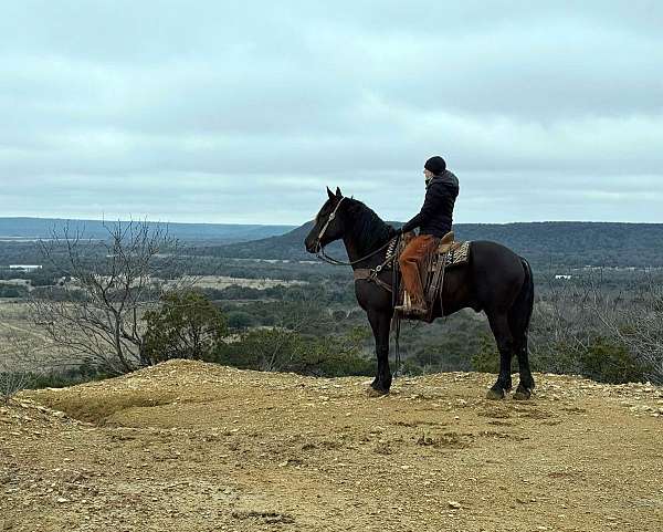 advanced-quarter-horse