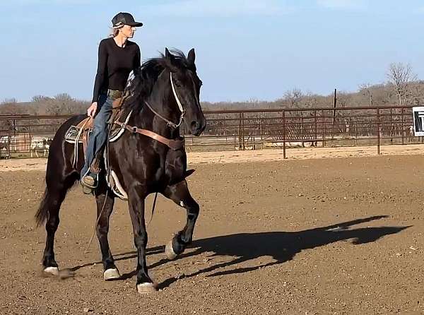 appaloosa-quarter-horse