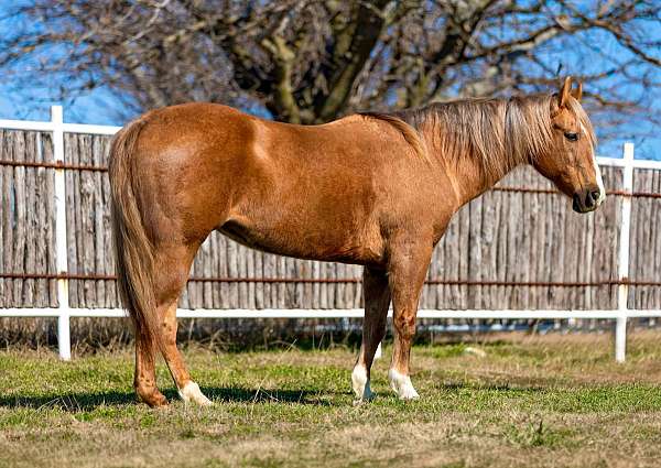 palomino-blaze-horse