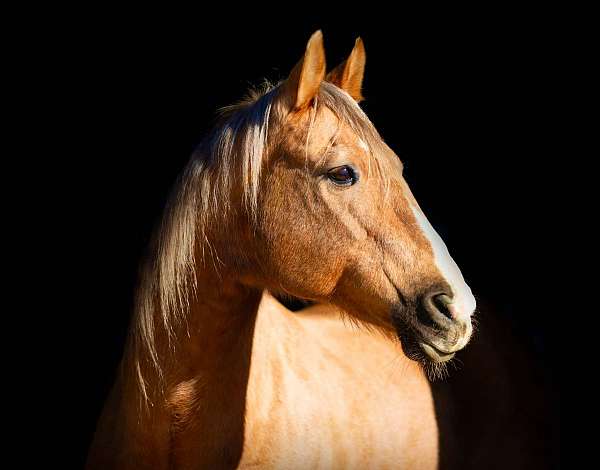 ranch-work-quarter-horse