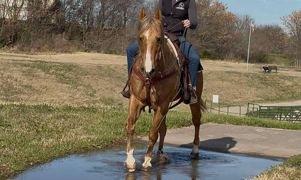 beginner-safe-quarter-horse