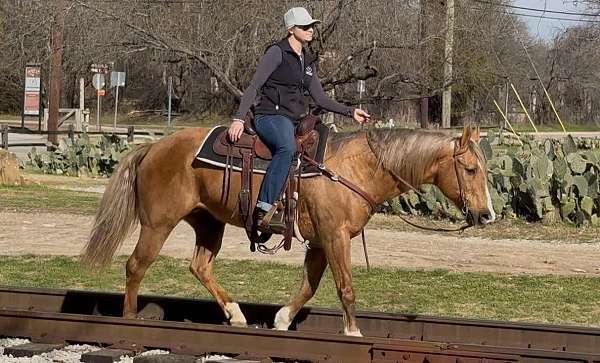 trail-quarter-horse