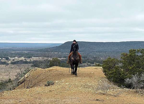 beginner-safe-quarter-horse