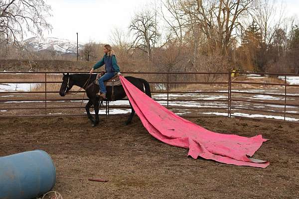 ranch-work-quarter-horse