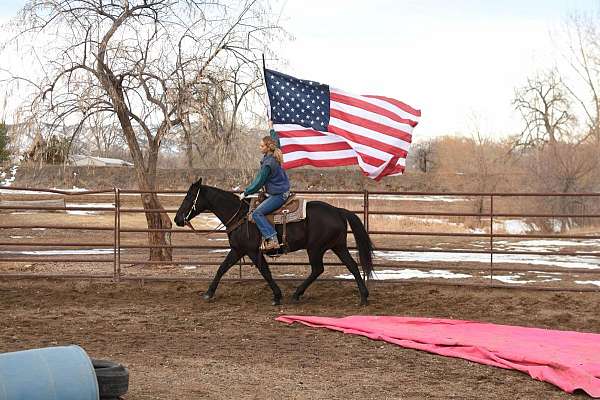 trail-quarter-horse