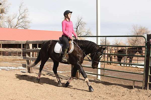 husband-safe-quarter-horse