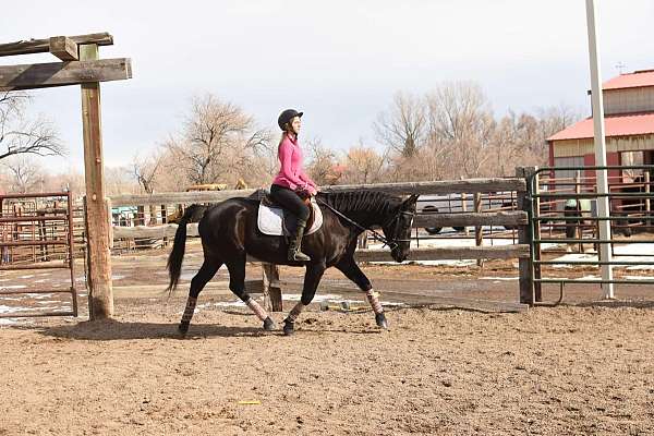 ranch-quarter-horse