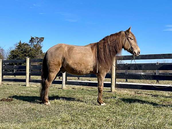 black-star-horse