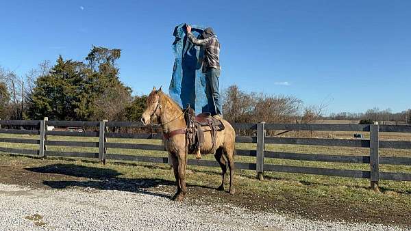 beginner-safe-quarter-horse