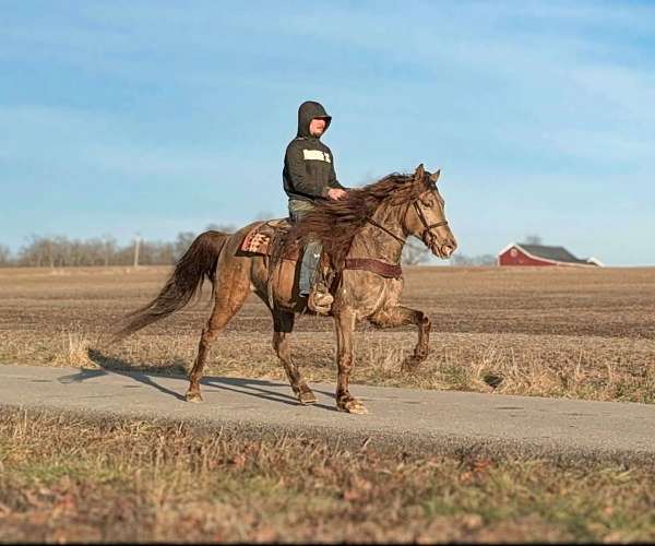 experienced-quarter-horse