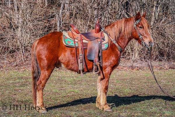 chestnut-blaze-horse