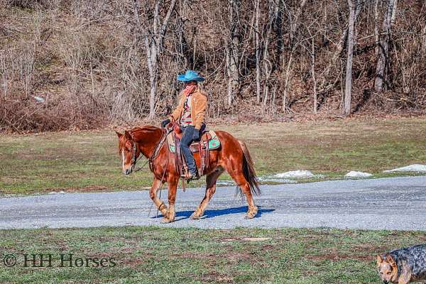 quarter-horse