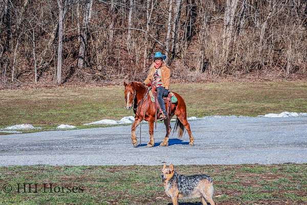 ranch-work-quarter-horse