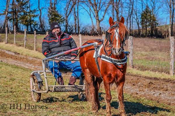 all-around-quarter-horse