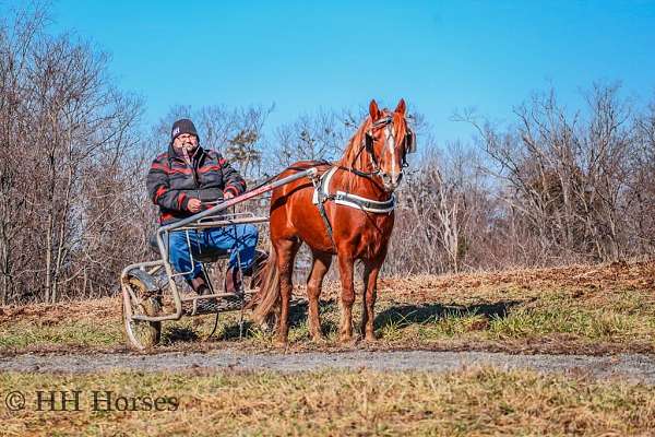 athletic-quarter-horse