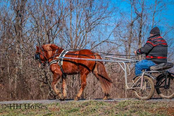 beginner-quarter-horse