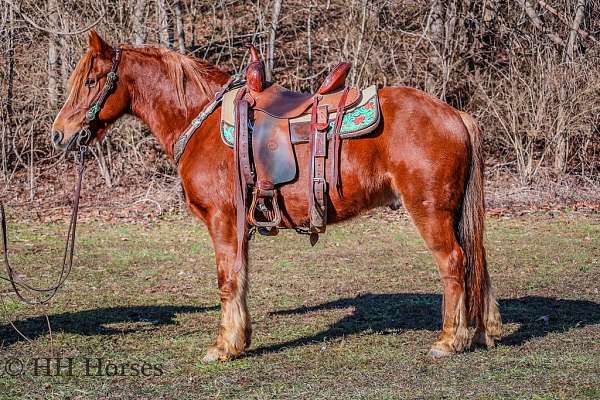 beginner-safe-quarter-horse