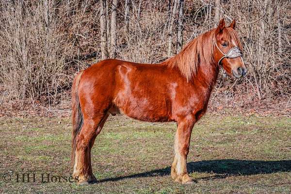 family-horse-quarter