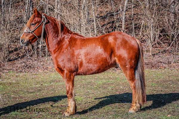 trail-quarter-horse