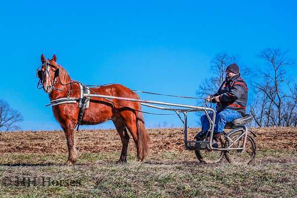 experienced-quarter-horse