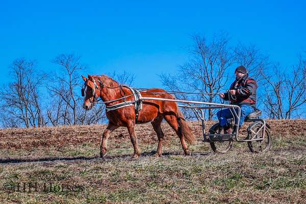 flashy-quarter-horse