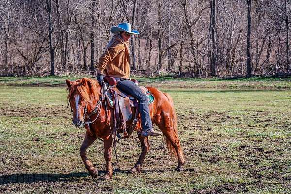 kid-safe-quarter-horse