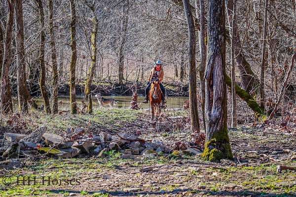 ranch-quarter-horse