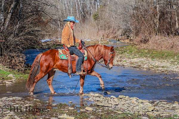 ranch-versatility-quarter-horse