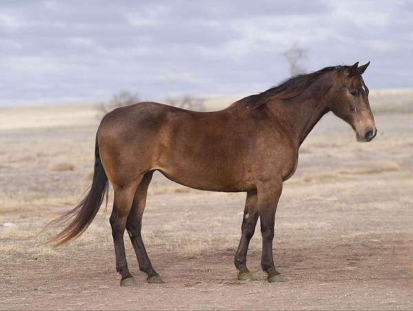 buckskin-star-horse