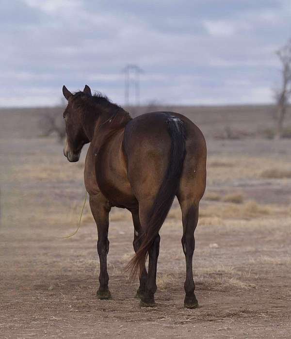 ranch-work-quarter-horse