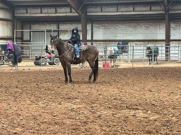 beginner-safe-quarter-horse