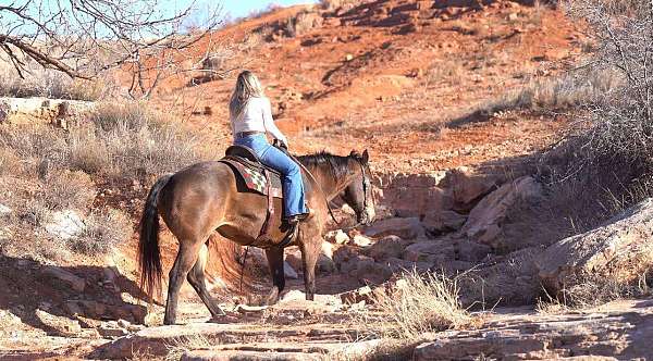 beginner-quarter-horse