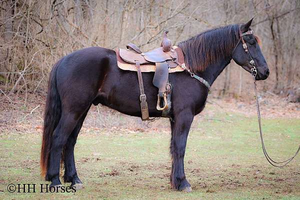 buckskin-star-horse