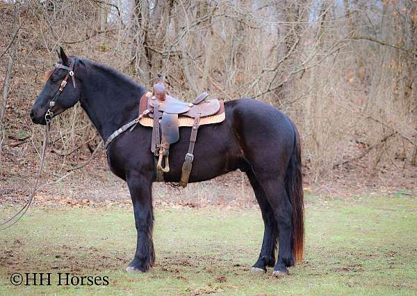 ranch-work-quarter-horse