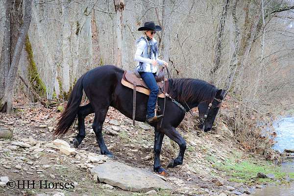 water-safe-quarter-horse