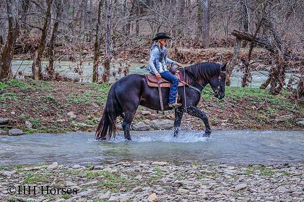 water-safe-horse